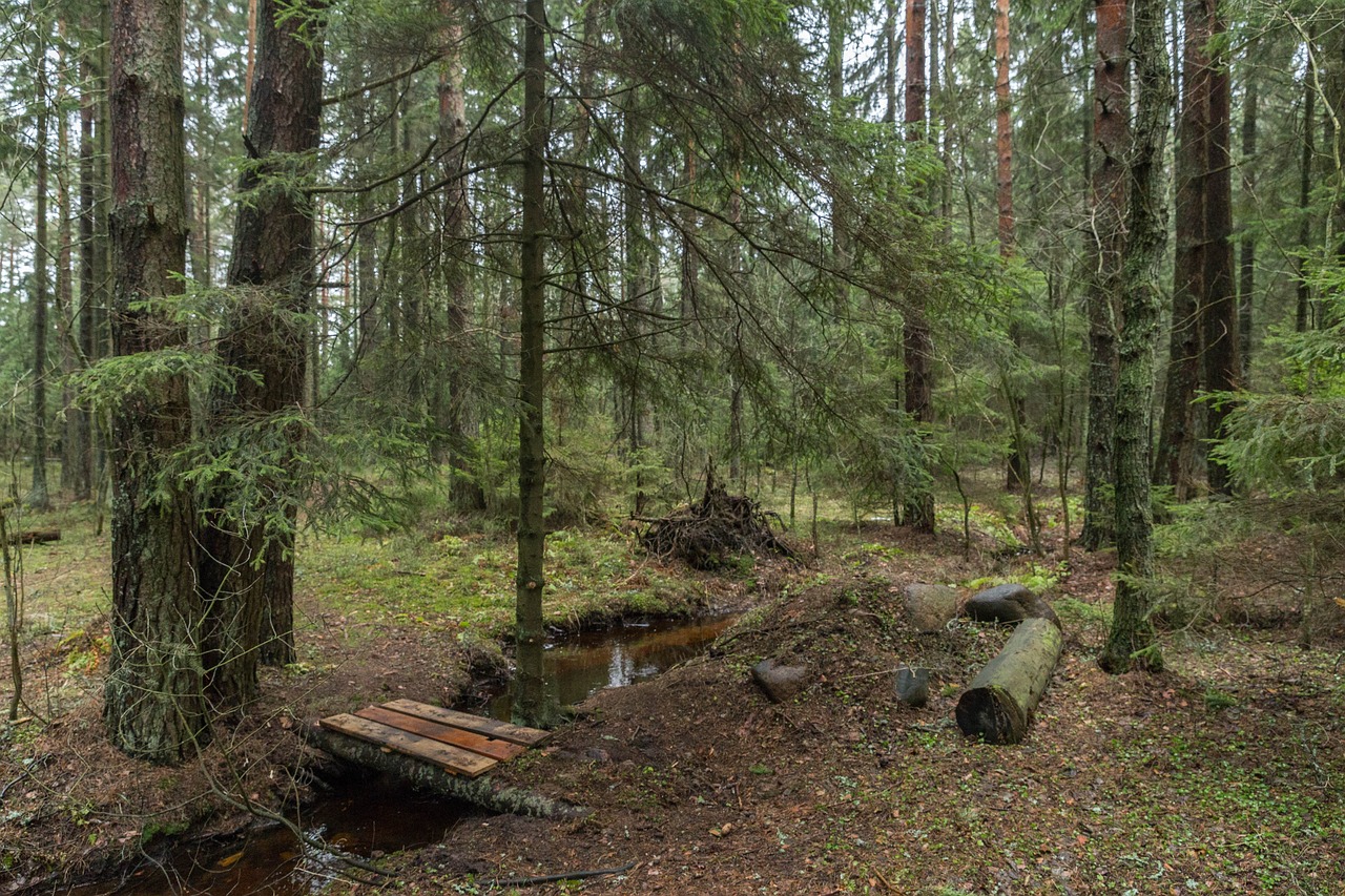 Waldkindergarten